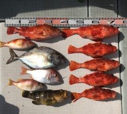 さぶろう丸 釣果