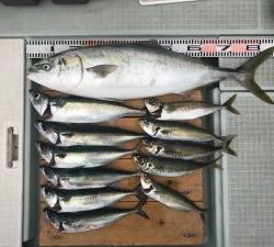 さぶろう丸 釣果