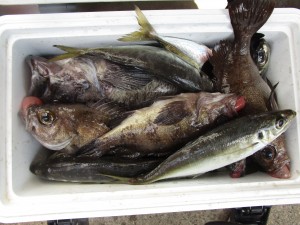 兼六丸 釣果