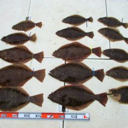 フィッシングガイド とちぎ 釣果