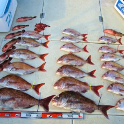 フィッシングガイド とちぎ 釣果