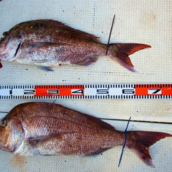 フィッシングガイド とちぎ 釣果