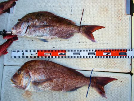 フィッシングガイド とちぎ 釣果