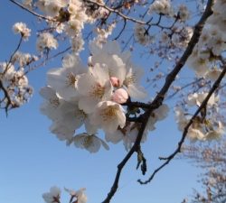 朝霞ガーデン 釣果