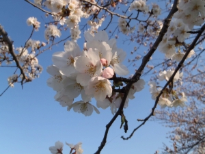 朝霞ガーデン 釣果