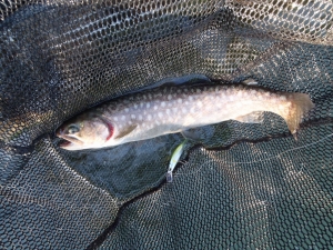 朝霞ガーデン 釣果