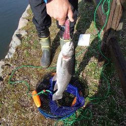 志高湖フィッシング 釣果