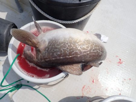 Aquanaut(アクアノート) 釣果