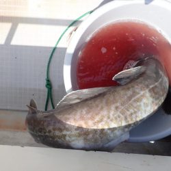 Aquanaut(アクアノート) 釣果