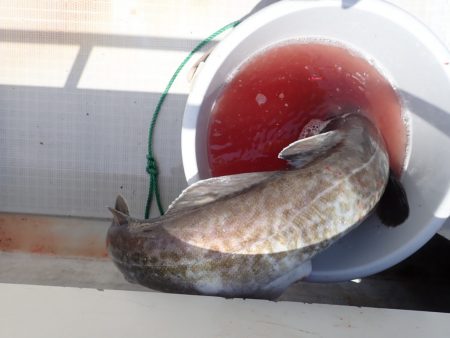 Aquanaut(アクアノート) 釣果