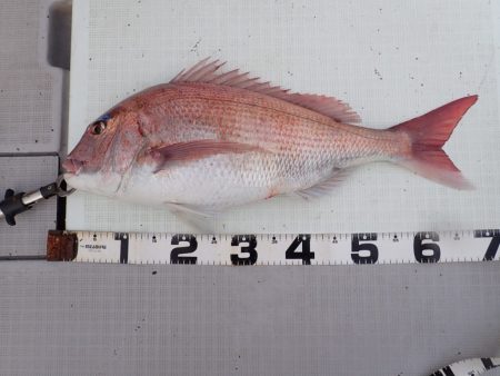 Aquanaut(アクアノート) 釣果