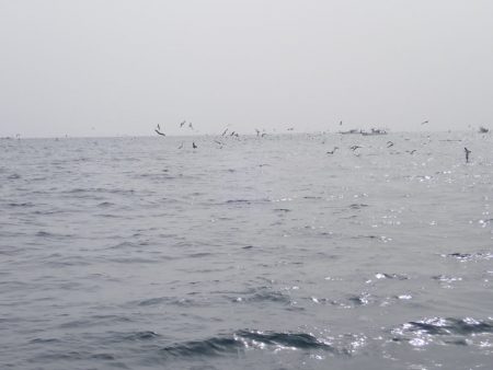 Aquanaut(アクアノート) 釣果