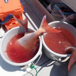 Aquanaut(アクアノート) 釣果