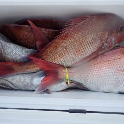 Aquanaut(アクアノート) 釣果