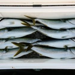 火遠理丸（ほおりまる） 釣果