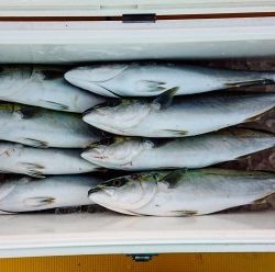 火遠理丸（ほおりまる） 釣果