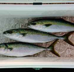 火遠理丸（ほおりまる） 釣果