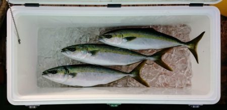 火遠理丸（ほおりまる） 釣果