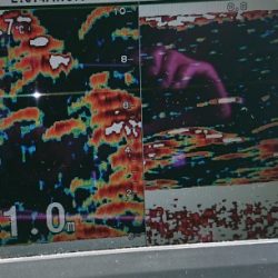 火遠理丸（ほおりまる） 釣果