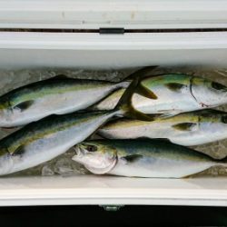 火遠理丸（ほおりまる） 釣果