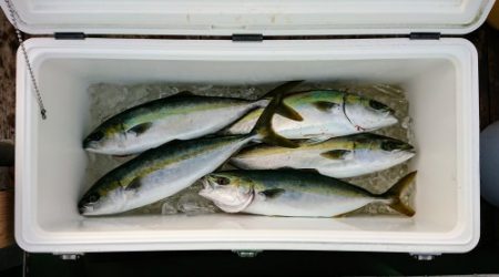 火遠理丸（ほおりまる） 釣果