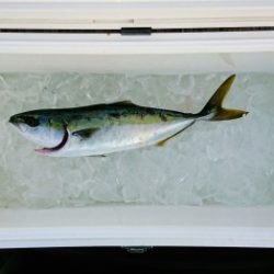 火遠理丸（ほおりまる） 釣果