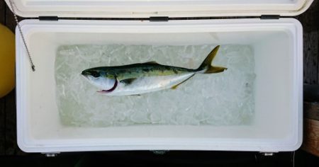 火遠理丸（ほおりまる） 釣果