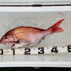 火遠理丸(ほおりまる) 釣果