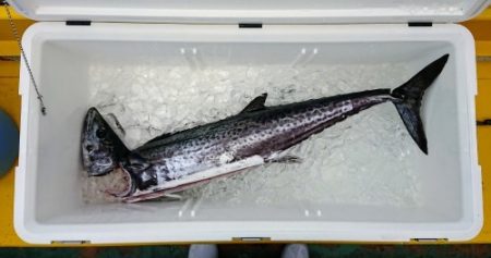 火遠理丸(ほおりまる) 釣果