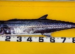 火遠理丸(ほおりまる) 釣果