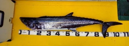 火遠理丸(ほおりまる) 釣果