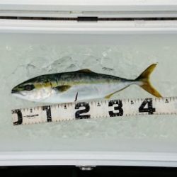 火遠理丸(ほおりまる) 釣果