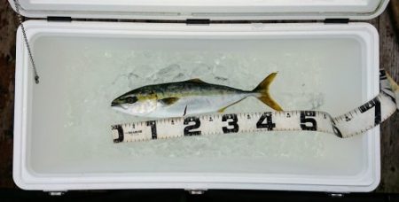 火遠理丸(ほおりまる) 釣果