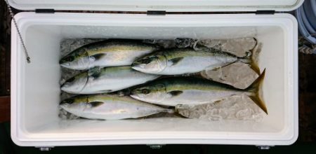 火遠理丸（ほおりまる） 釣果