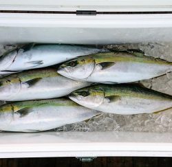 火遠理丸（ほおりまる） 釣果