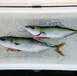 火遠理丸（ほおりまる） 釣果