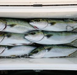 火遠理丸（ほおりまる） 釣果