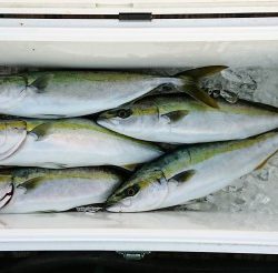 火遠理丸(ほおりまる) 釣果