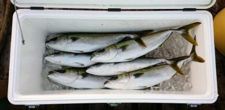 火遠理丸(ほおりまる) 釣果