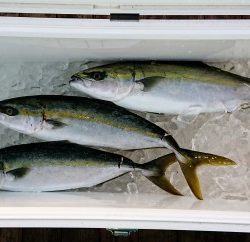 火遠理丸(ほおりまる) 釣果