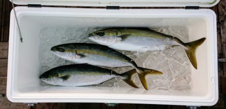 火遠理丸(ほおりまる) 釣果