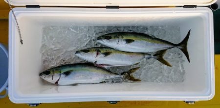 火遠理丸(ほおりまる) 釣果