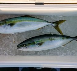 火遠理丸(ほおりまる) 釣果