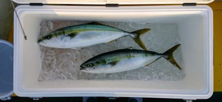 火遠理丸(ほおりまる) 釣果