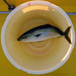 火遠理丸(ほおりまる) 釣果