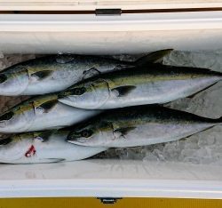 火遠理丸（ほおりまる） 釣果