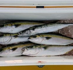 火遠理丸（ほおりまる） 釣果