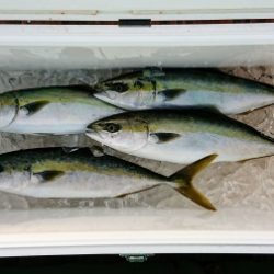 火遠理丸（ほおりまる） 釣果