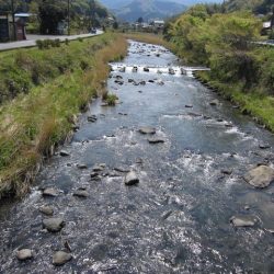 狩野川（狩野川漁業協同組合） 釣果