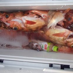 第二むつ漁丸 釣果